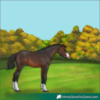 Horse Color:Brown Appaloosa 
