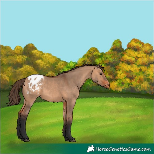 Horse Color:Bay Dun Blanket