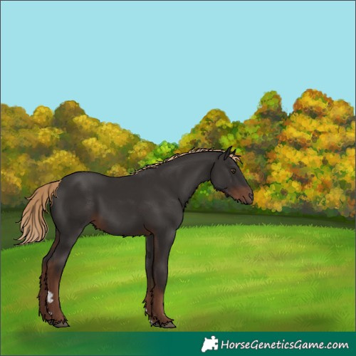 Horse Color:Liver Chestnut