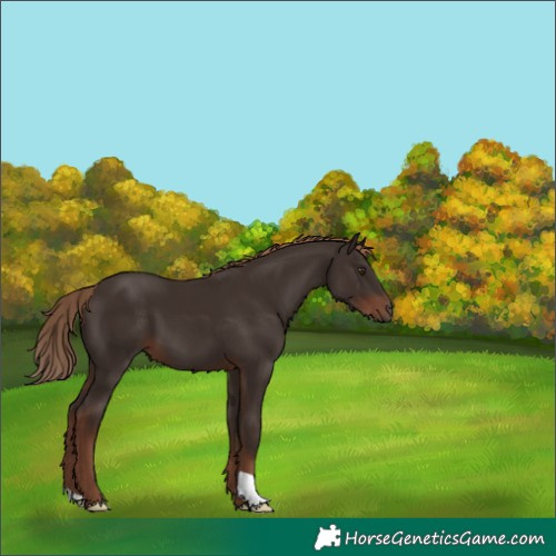 Horse Color:Liver Chestnut