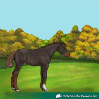 Horse Color:Liver Chestnut 