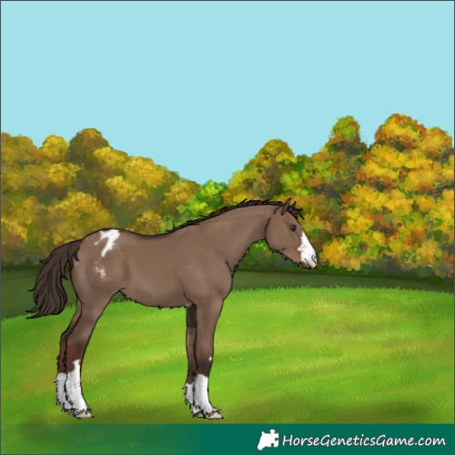 Horse Color:Liver Red Dun Appaloosa