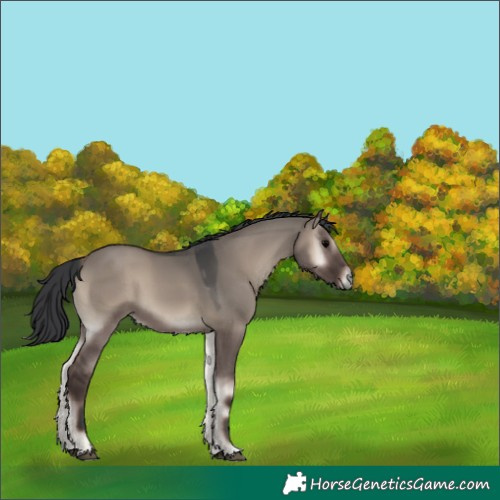 Horse Color:Grullo Onyx 