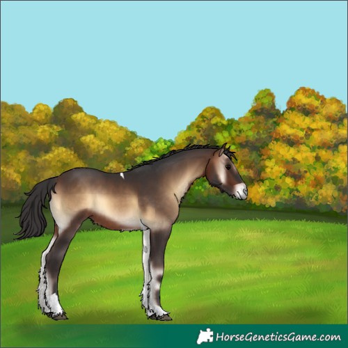 Horse Color:Bay Onyx Tobiano