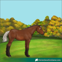 Horse Color:Gray Silver Bay 