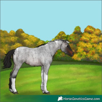 Horse Color:Gray Brown Roan Tobiano 