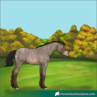 Horse Color:Gray Amber Champagne Roan