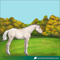 Horse Color:Gold Cream Champagne Pearl Tobiano