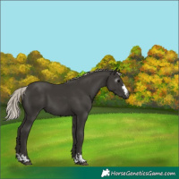 Horse Color:Gray Silver Black