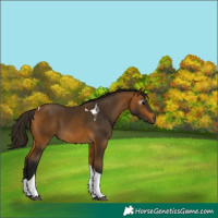 Horse Color:Gray Buckskin Tobiano
