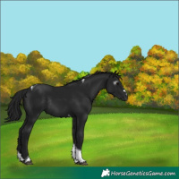 Horse Color:Gray Black Tobiano Rabicano