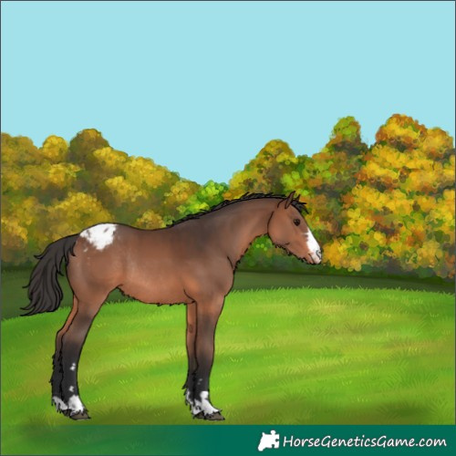 Horse Color:Brown Appaloosa Rabicano 