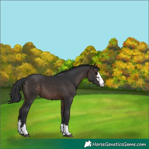 Horse Color:Brown Appaloosa