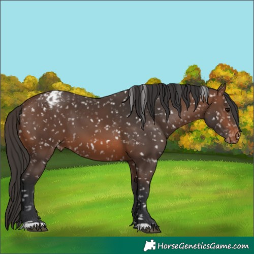 Horse Color:Brown Appaloosa 