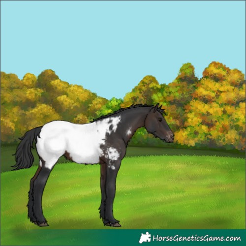 Horse Color:Brown Snowcap