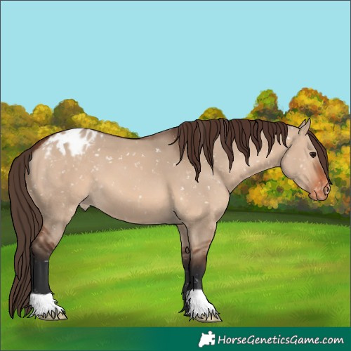 Horse Color:Brown Dun Snowflake Varnish