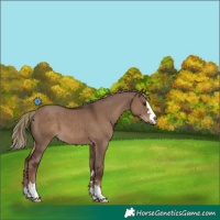 Horse Color:Liver Red Dun 