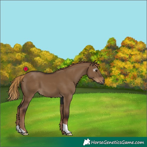 Horse Color:Gray Liver Red Dun