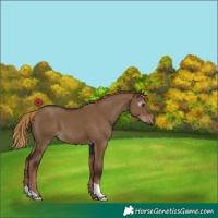 Horse Color:Gray Liver Red Dun