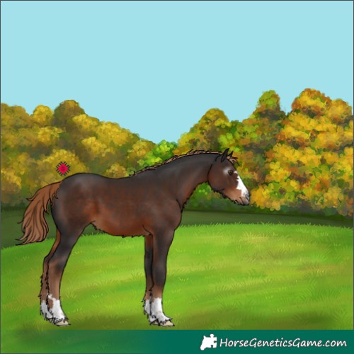 Horse Color:Gray Liver Chestnut
