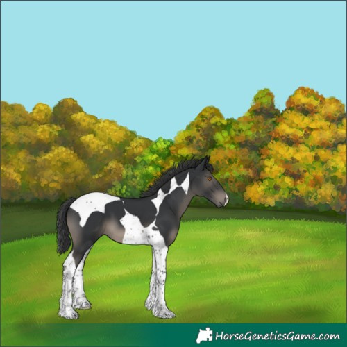 Horse Color:Black Tobiano 