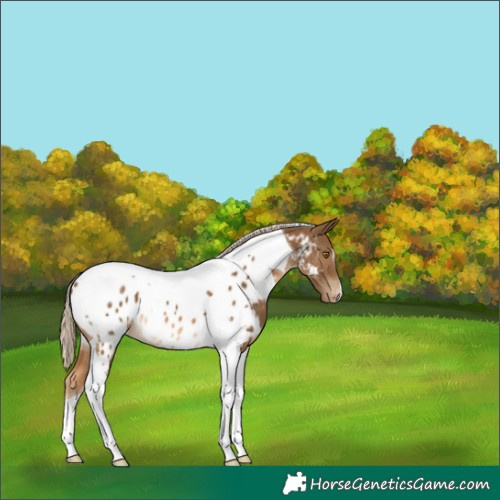 Horse Color:Chocolate Palomino Tobiano Near Leopard 