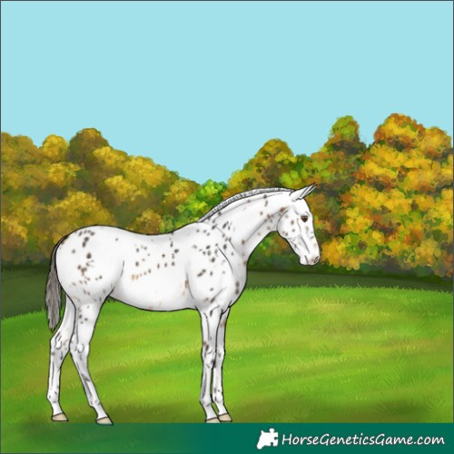 Horse Color:White Spotted Buckskin Leopard 