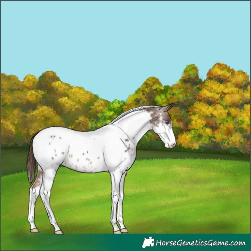 Horse Color:Liver Chestnut Splash Tobiano Near Leopard 