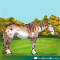 Horse Color:Red Dun Onyx Frame Brindle 