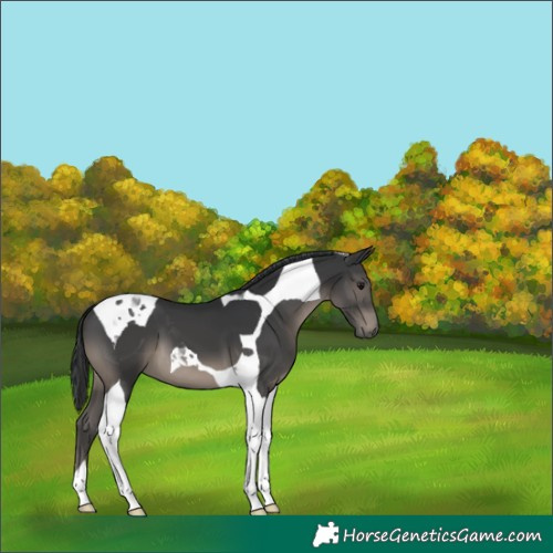 Horse Color:Black Tobiano 