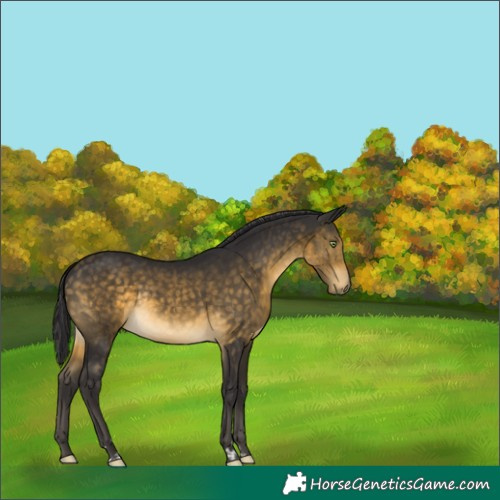 Horse Color:Buckskin Rabicano 