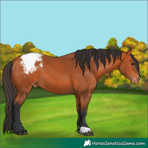 Horse Color:Bay Varnish