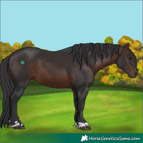 Horse Color:Brown