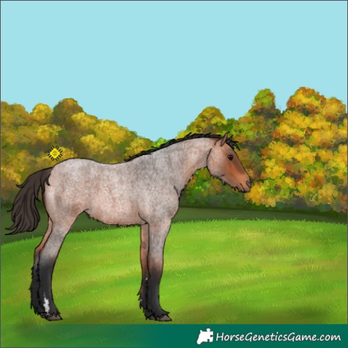 Horse Color:Bay Roan