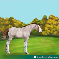 Horse Color:Red Roan Splash 