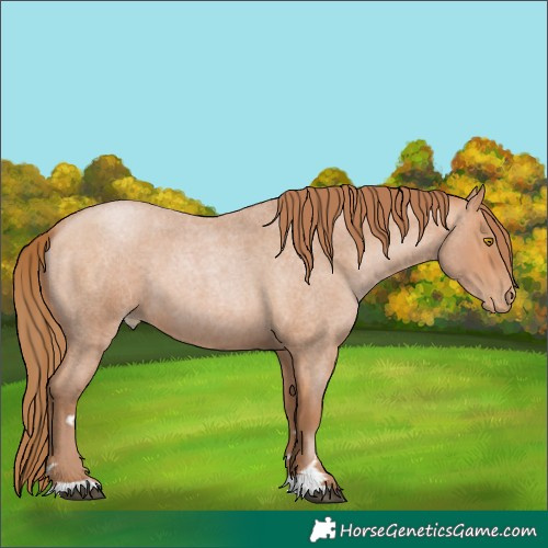 Horse Color:Bay Roan Pearl 