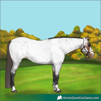 Horse Color:Brown Roan Appaloosa
