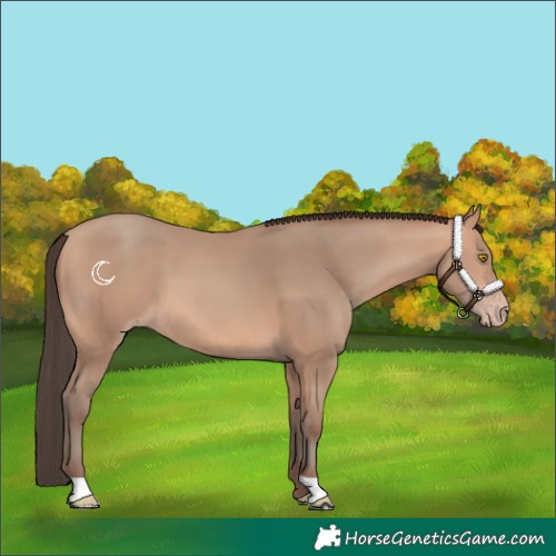 Horse Color:Amber Champagne 