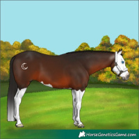 Horse Color:Gray Bay Splash 