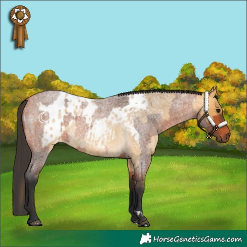 Horse Color:Buckskin Roan Appaloosa  and Bay Roan 