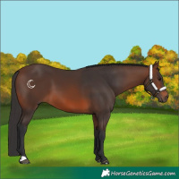 Horse Color:Brown 