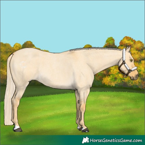 Horse Color:Palomino Roan Dun 