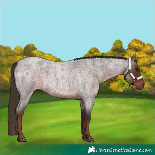 Horse Color:Liver Red Roan 