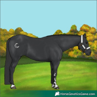 Horse Color:Black 
