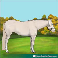 Horse Color:Smoky Creme 
