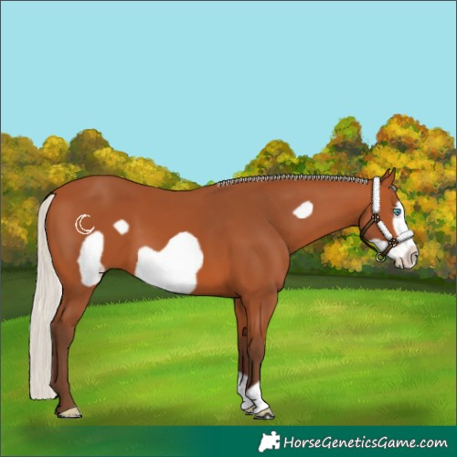 Horse Color:Silver Bay Frame 