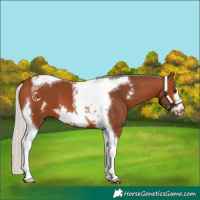 Horse Color:Silver Bay Tobiano Frame