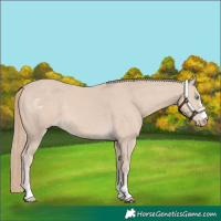 Horse Color:Smoky Creme