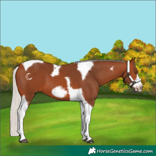 Horse Color:Silver Bay Tobiano Frame 