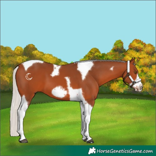 Horse Color:Silver Bay Tobiano Frame 
